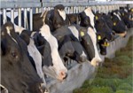 Acuicultura, agricultura y ganadería